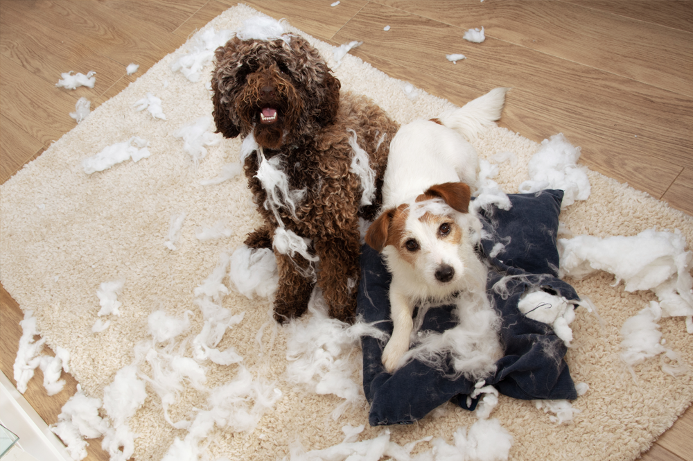 Cachorro Destrói Tudo Quando Fica Sozinho: O Que Fazer?