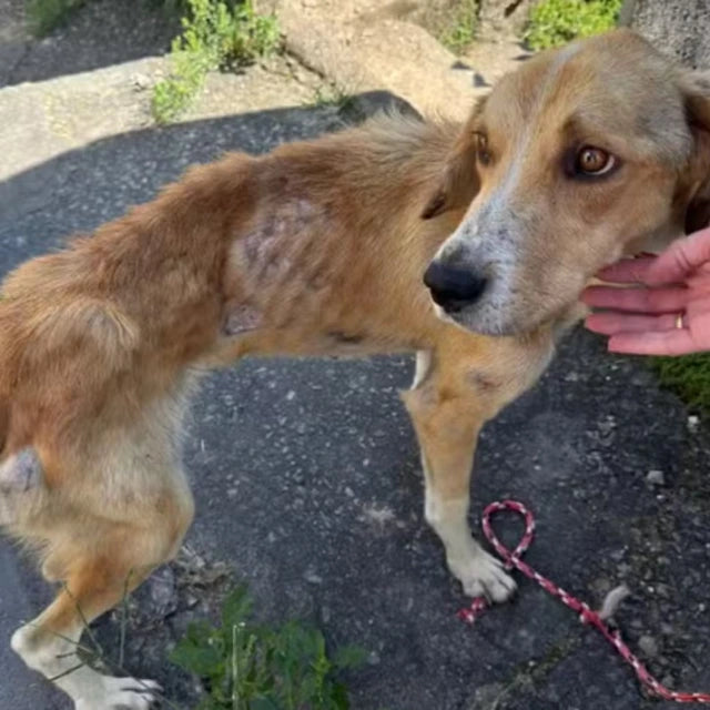 Doação para Pets Resgatados - ForPatas 💛