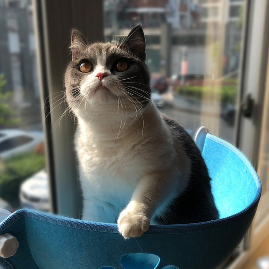 Cama Pet Suspensa SkyRest™ – Conforto Elevado para Gatos Observadores