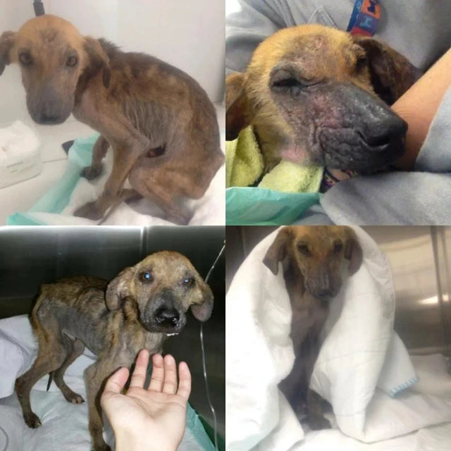 Doação para Pets Resgatados - ForPatas 💛