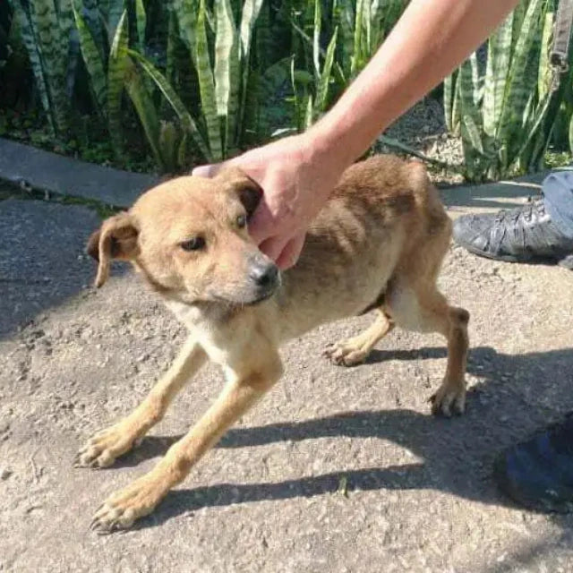 Doação para Pets Resgatados - ForPatas 💛
