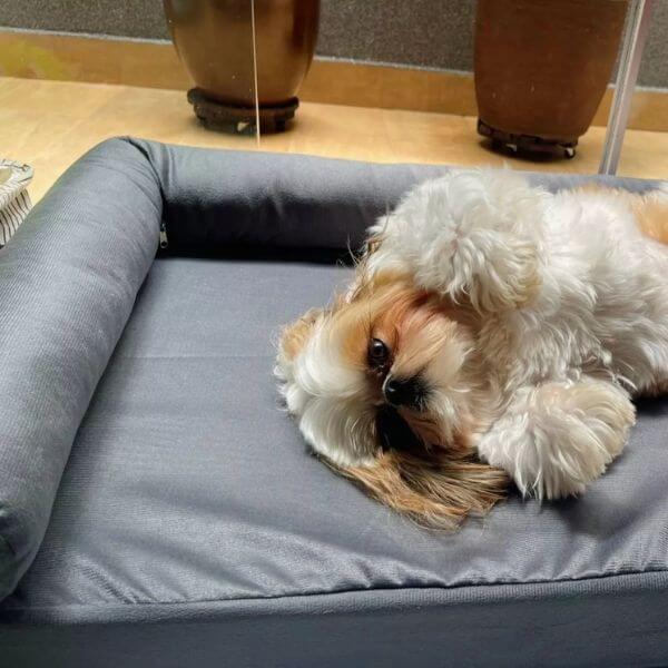 Cama Pet Premium M/G 80x60cm com Encosto Ergonômico – Lupzy™ | Conforto, Proteção e Elegância