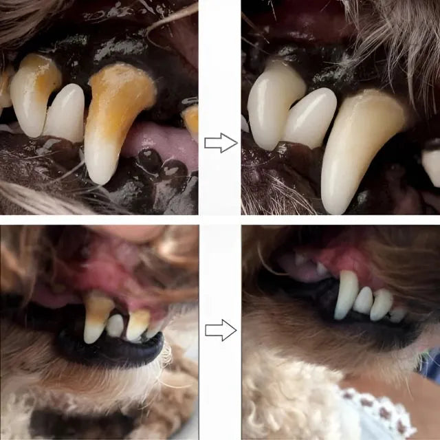 Caneta Dental para Pets – Limpa dentes amarelados, previne o tártaro e elimina o mau hálito