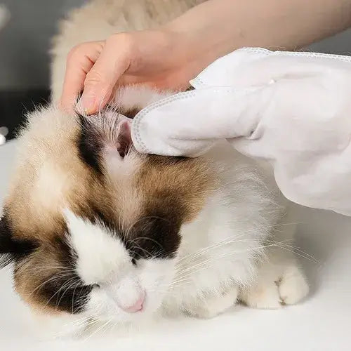 Luva umedecida para cachorro e gatos