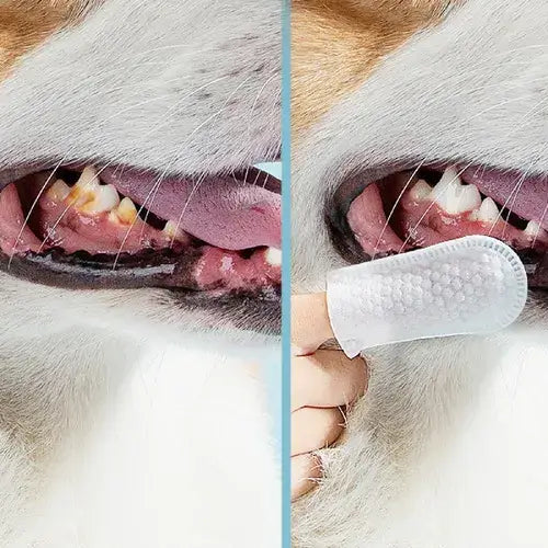 Lenço de Limpeza Dental para Cães e Gatos