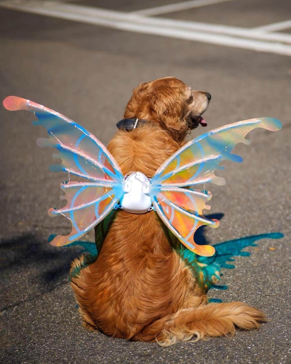 Asas de Borboleta Pet Brilhante - Kinect™ | Exclusivo da ForPatas