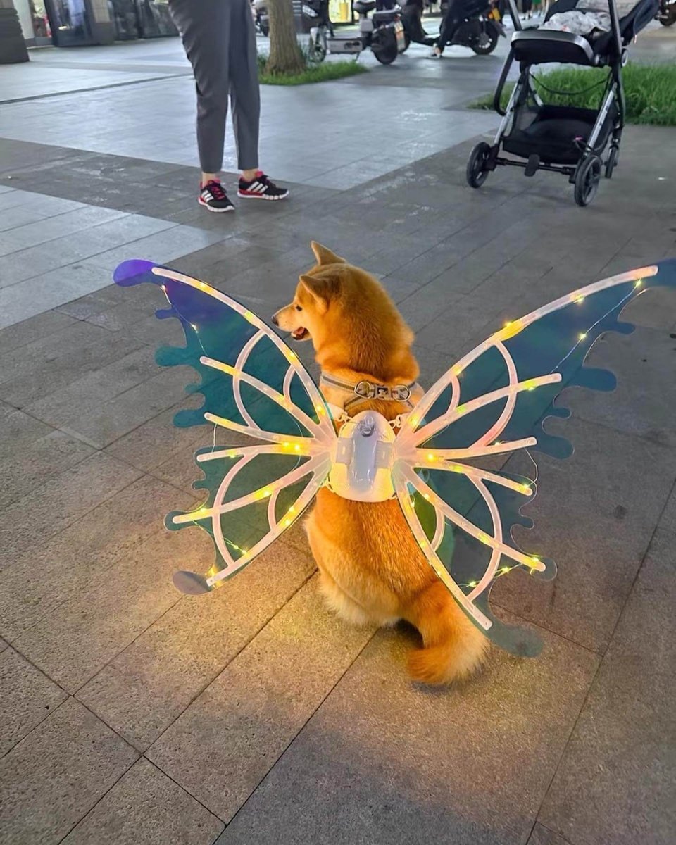 Asas de Borboleta Pet Brilhante - Kinect™ | Exclusivo da ForPatas