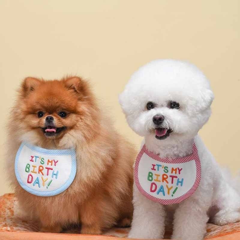 Babador Pet Birthday - Pawzly™ | Exclusivo da ForPatas