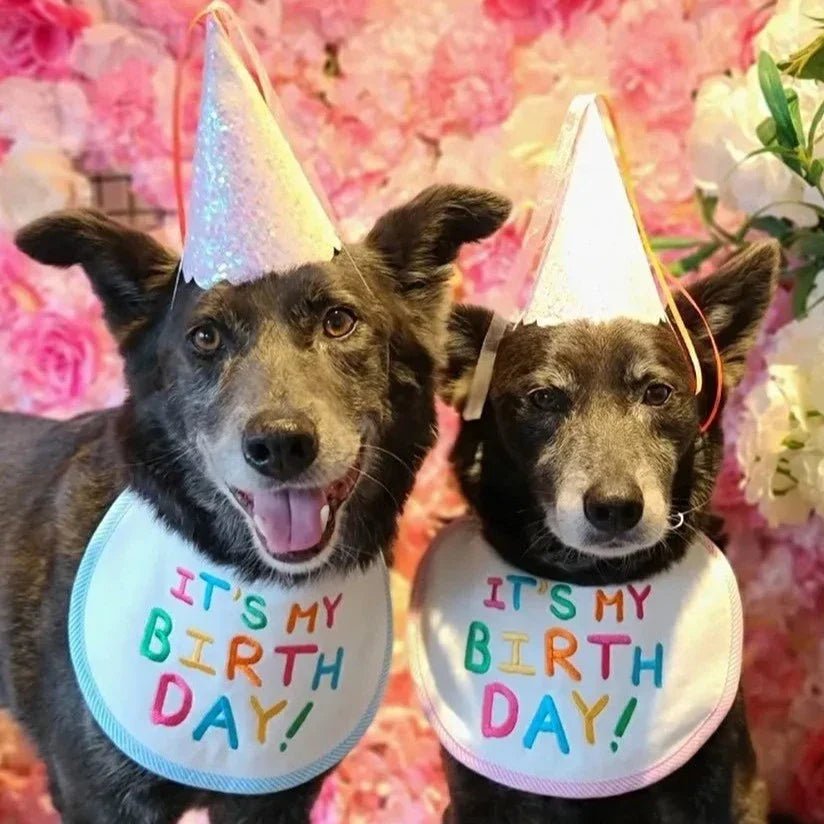 Babador Pet Birthday - Pawzly™ | Exclusivo da ForPatas