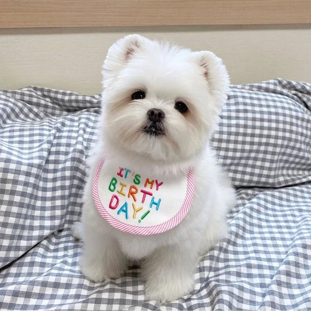 Babador Pet Birthday - Pawzly™ | Exclusivo da ForPatas