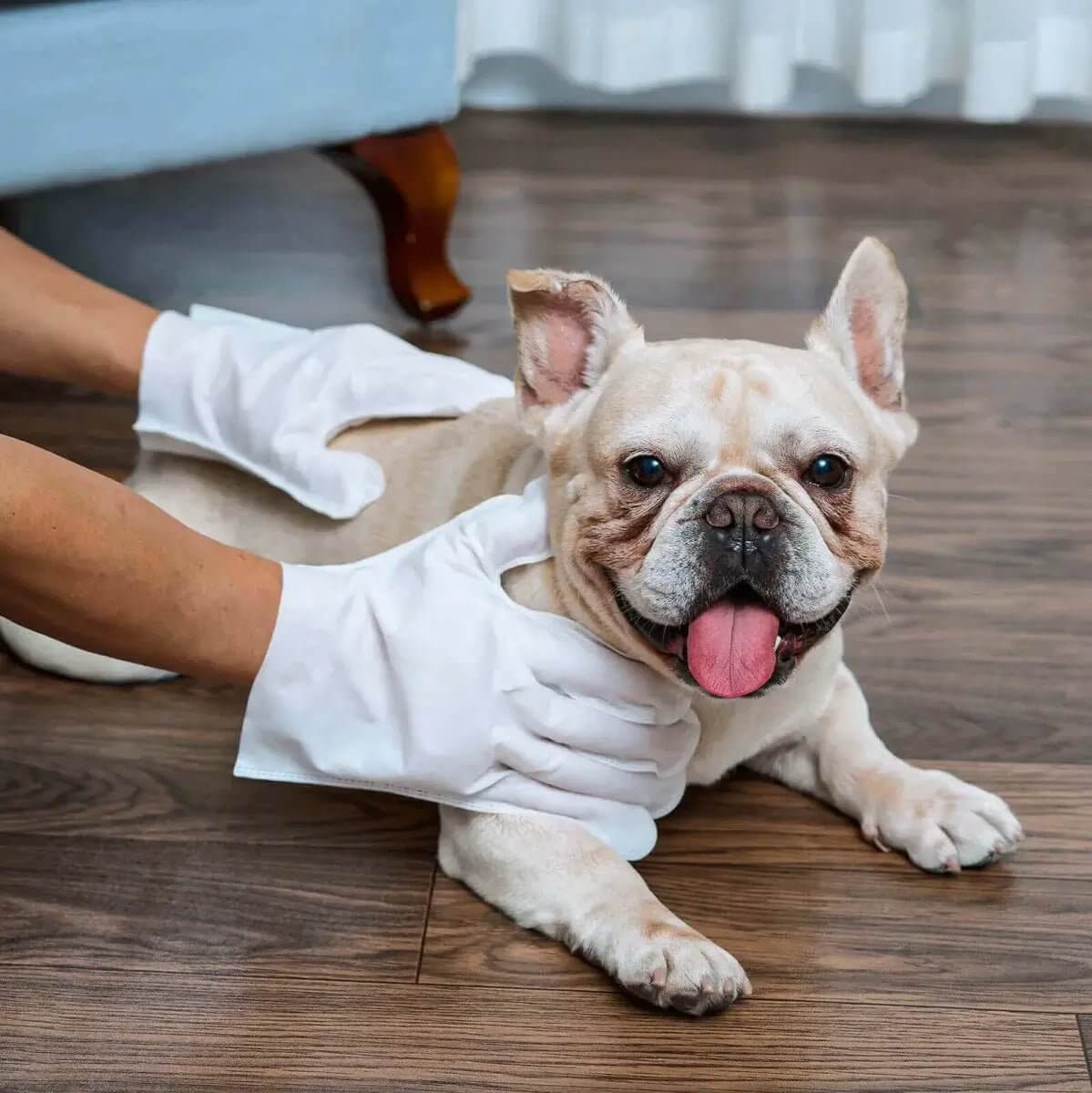 LUVA UMEDECIDA BANHO A SECO PARA CÃES E GATOS – A PARTIR DE 2 PACOTES