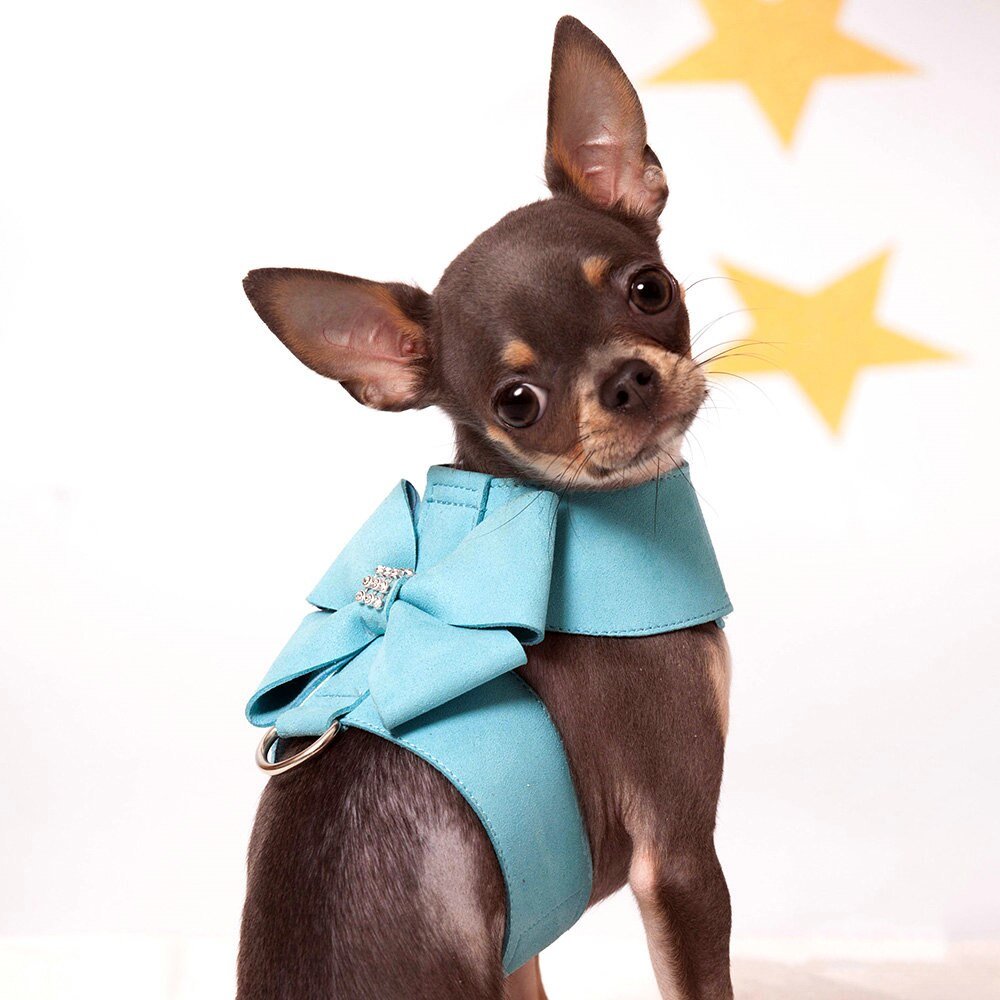 Coleira com Guia - Furrish™ | Exclusivo da ForPatas