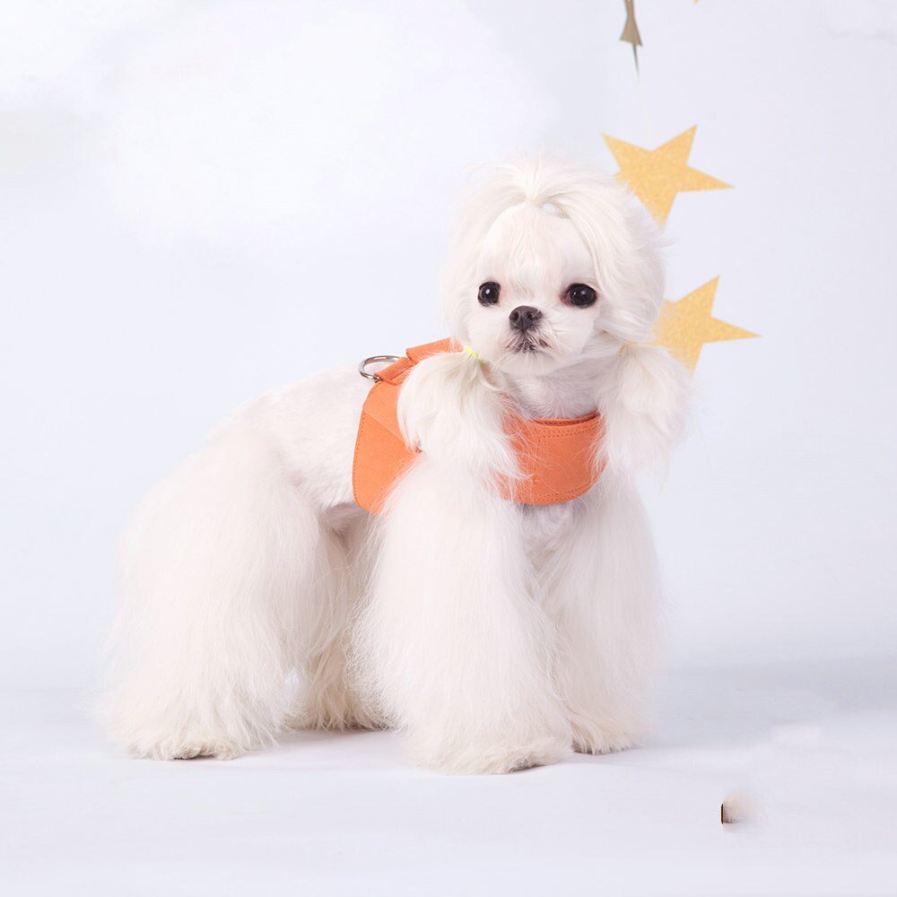 Coleira com Guia - Furrish™ | Exclusivo da ForPatas