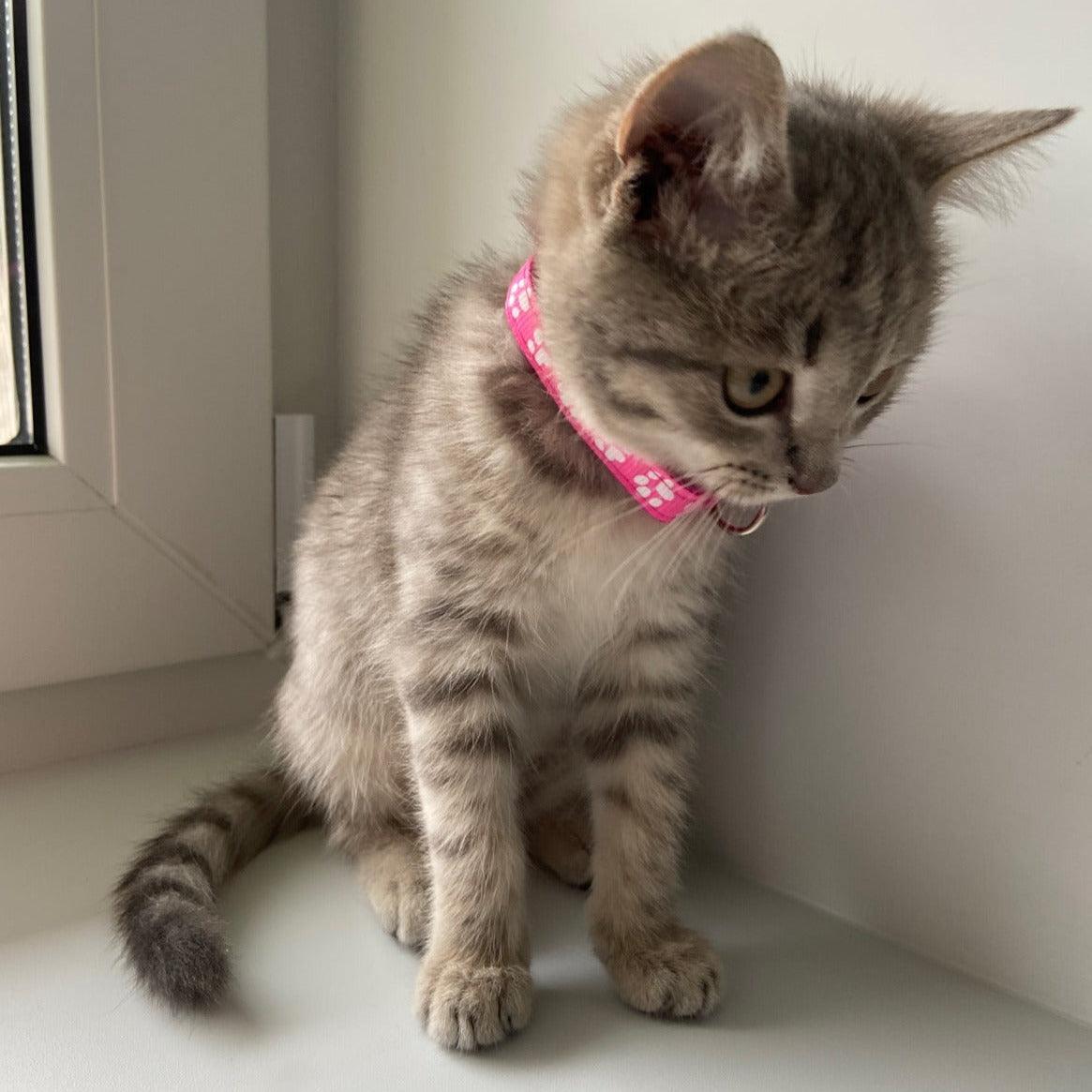 Coleira com Pingente para Pets - Kinect™ | Exclusivo da ForPatas