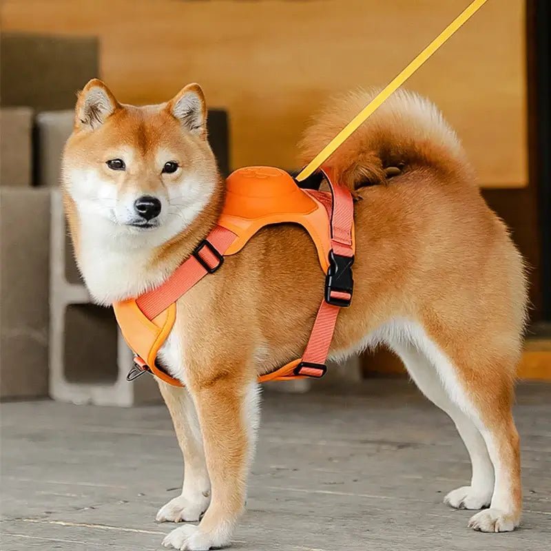 Coleira Retrátil com Guia para Cães de Médio e Grande Porte - Petzo™ | Exclusivo da ForPatas