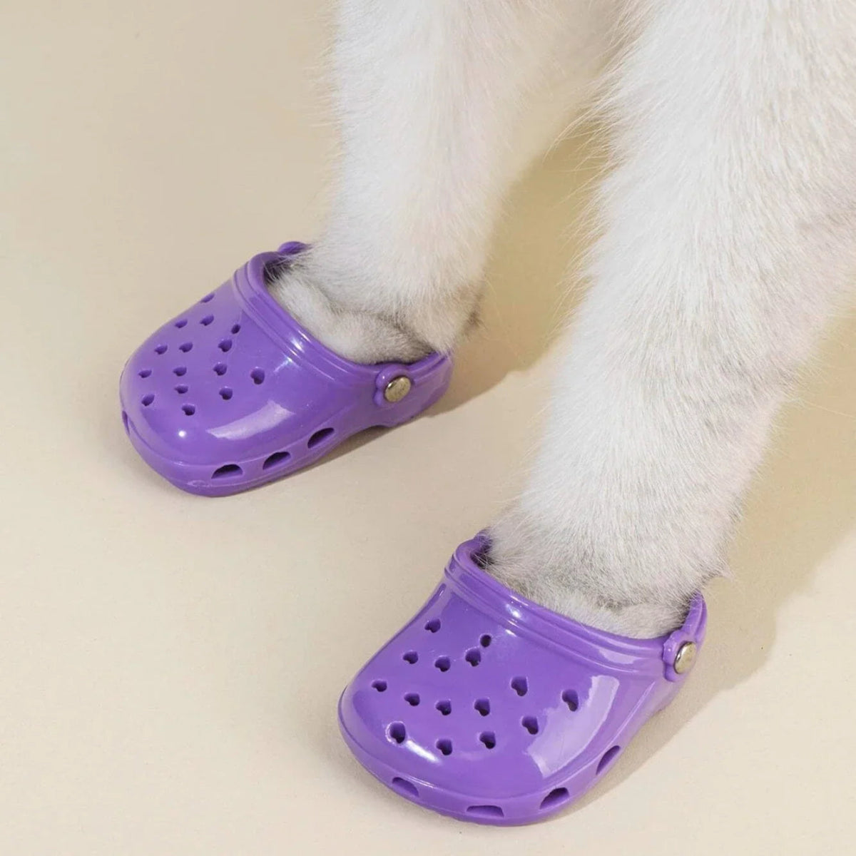 Crocs para - Petzo™ | Exclusivo da ForPatas