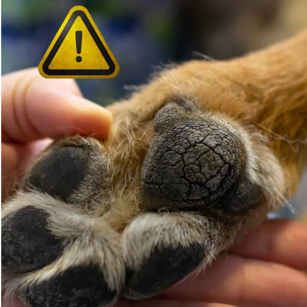 CuidaPatinhas™ – Hidratante Vegano e Lambível para Patas de Cães e Gatos