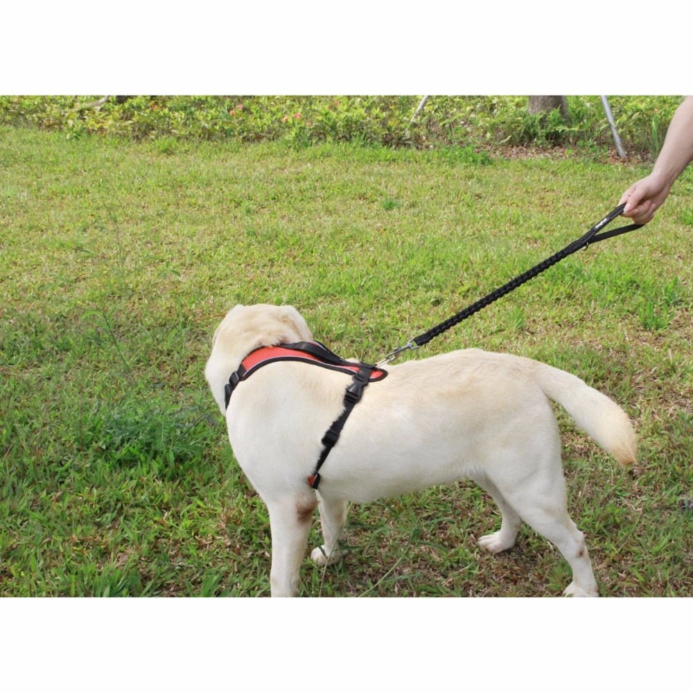 Guia Flexo - Snouty™ | Exclusivo da ForPatas