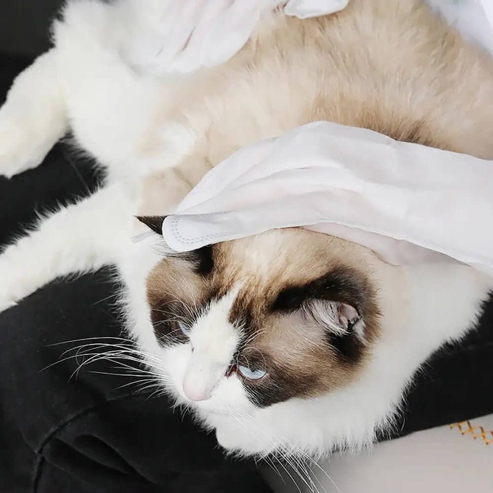 LUVA UMEDECIDA BANHO A SECO PARA CÃES E GATOS – A PARTIR DE 2 PACOTES