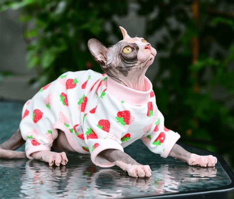 Macacão Cat - Snouty™ | Exclusivo da ForPatas