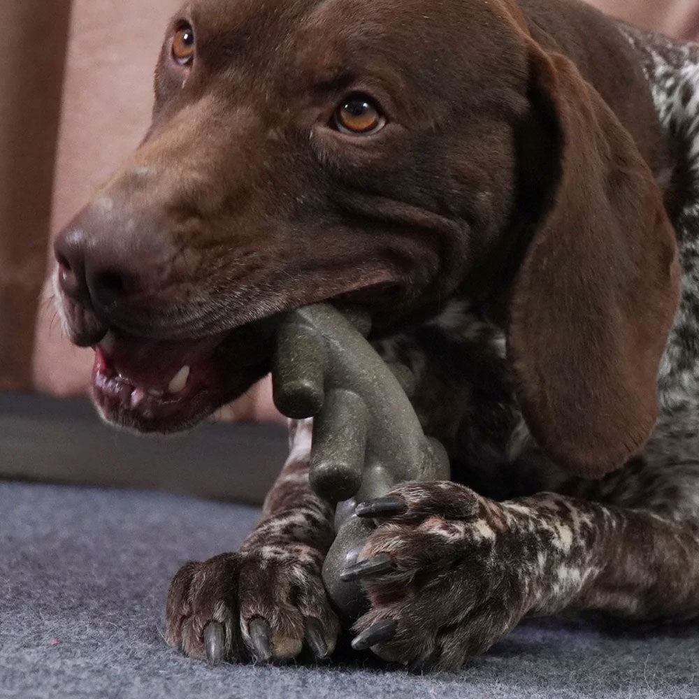 Mordedor Pet Lagosta - Woofline™ | Exclusivo da ForPatas