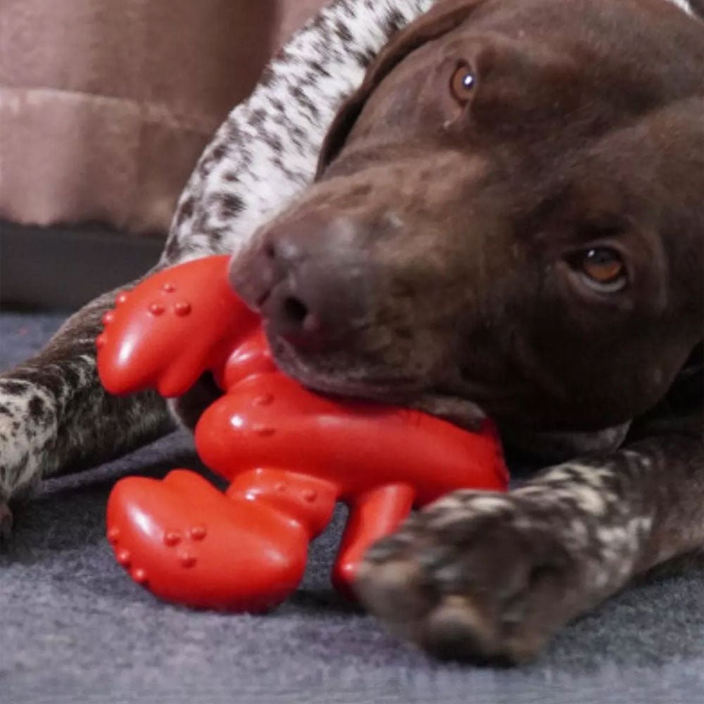 Mordedor Pet Lagosta - Woofline™ | Exclusivo da ForPatas