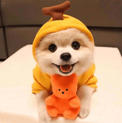 Roupa para Cachorro - Pawzly™ | Exclusivo da ForPatas