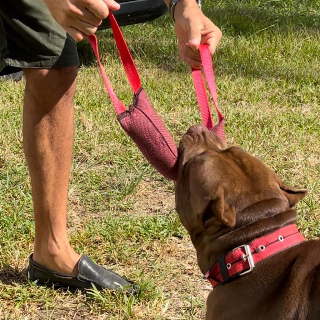 Mordedor para Cães de Grande Porte Pillow Super Forte Resistente Para Cães Fortes Treinamento