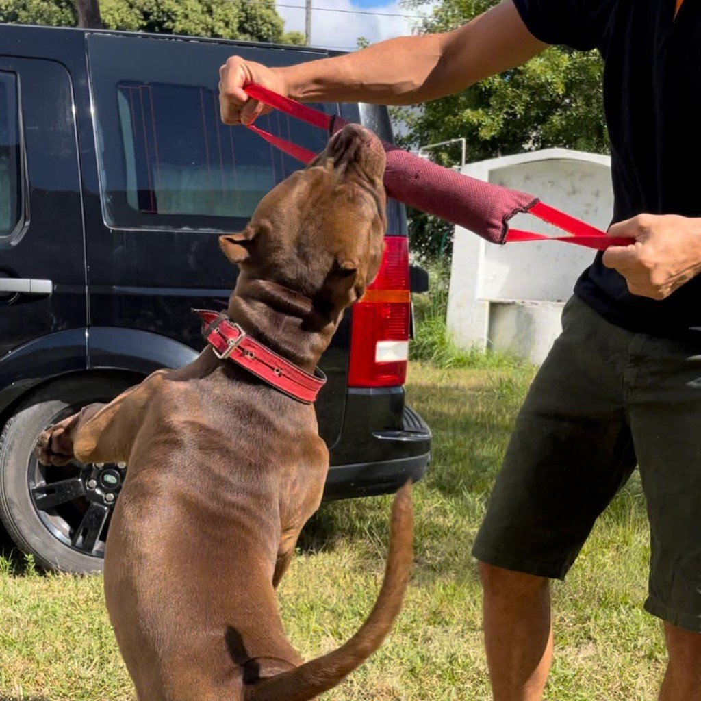 Mordedor para Cães de Grande Porte Pillow Super Forte Resistente Para Cães Fortes Treinamento