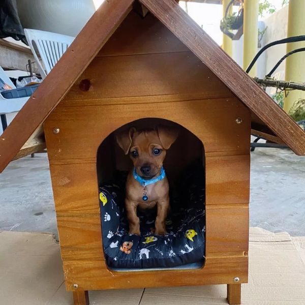 Casa de Madeira Impermeabilizada Eco Friendly para Cachorro do Tamanho 1 ao 6 Woodog™