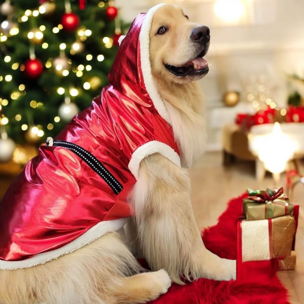 Roupa Natalina Papai Noel para Pets – Barkify™