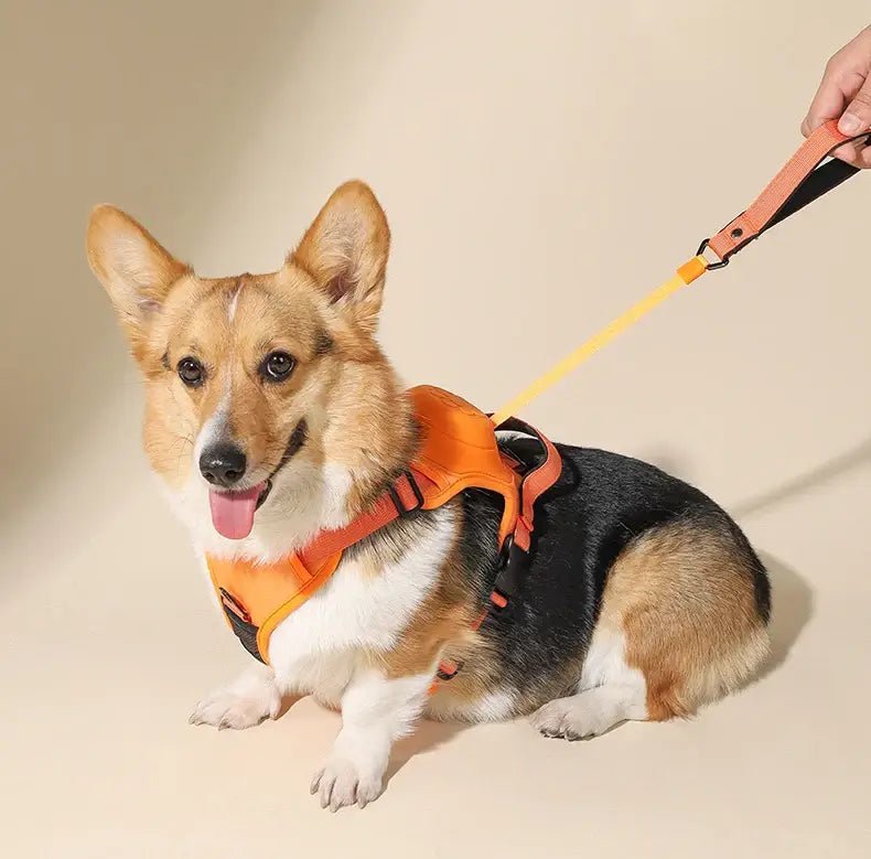 Coleira Retrátil com Guia para Cães de Médio e Grande Porte - Petzo™ | Exclusivo da ForPatas