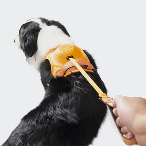Coleira Retrátil com Guia para Cães de Médio e Grande Porte - Petzo™ | Exclusivo da ForPatas