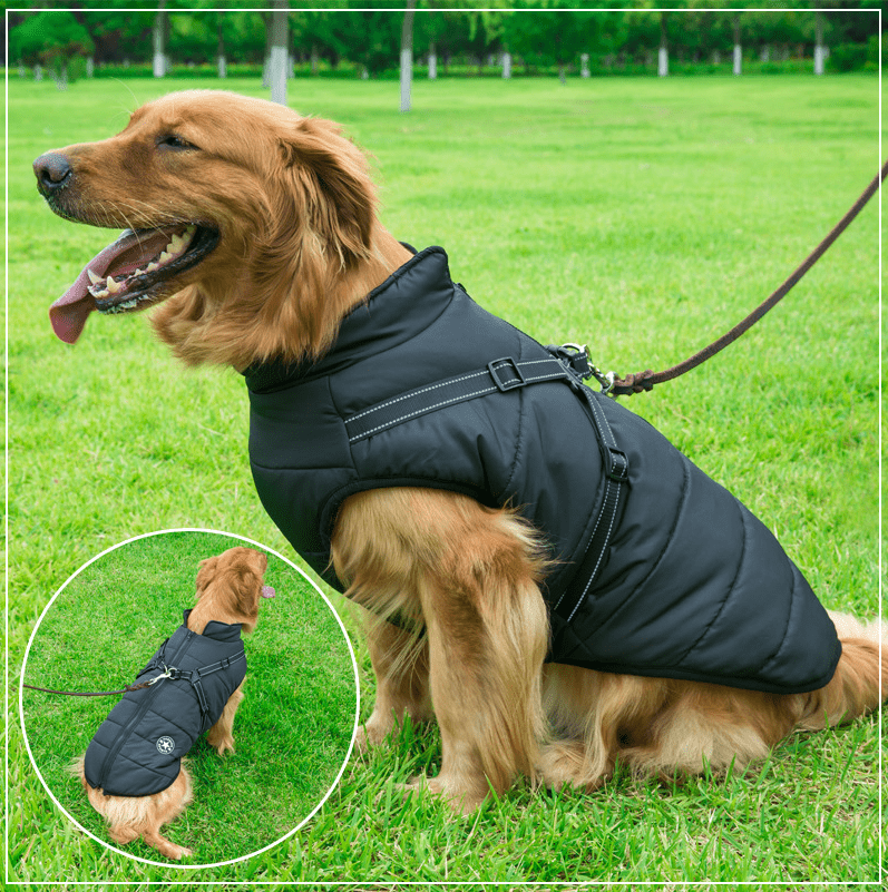 Colete Impermeável Vips - Muttly™ | Exclusivo da ForPatas