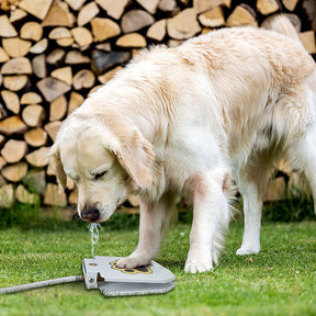 Bebedouro Brinquedo Interativo para Cães de Metal – Água Fresca ao Acionar a Pata | ForPatas