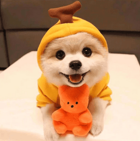 Roupa para Cachorro - Pawzly™ | Exclusivo da ForPatas