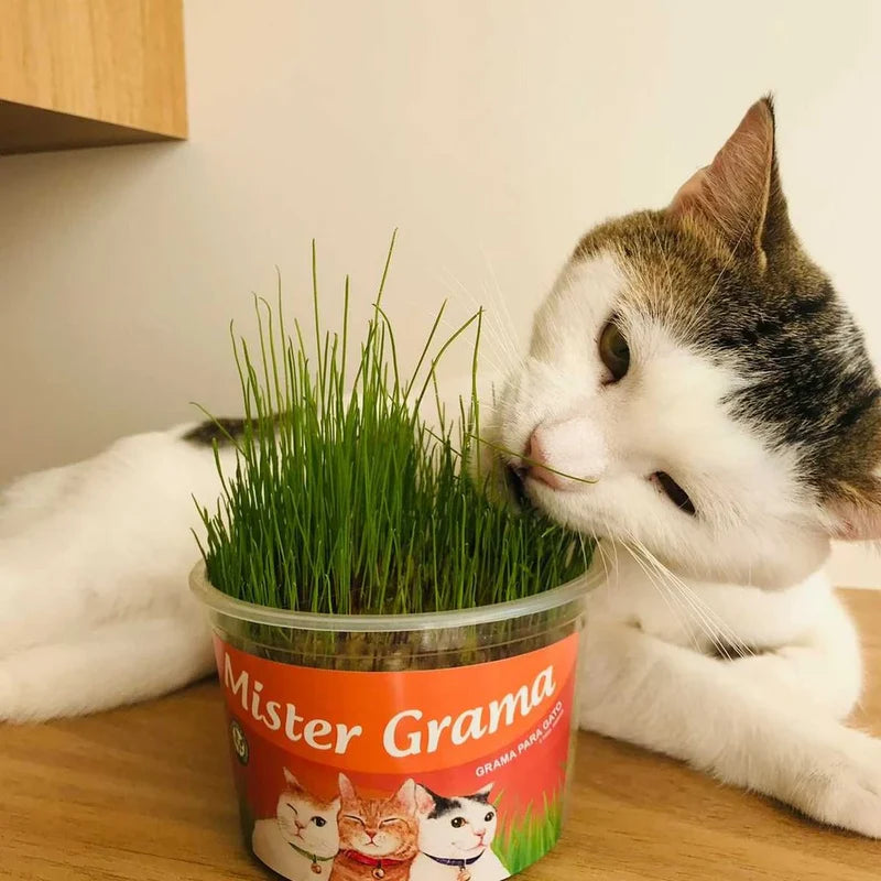 Gramia Natural para Gatos
